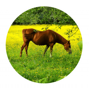 Grazing horse sticker