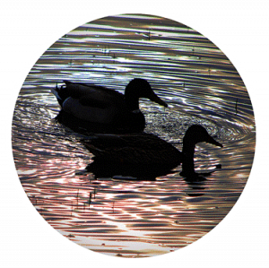 Duck sticker showing ducks swimming