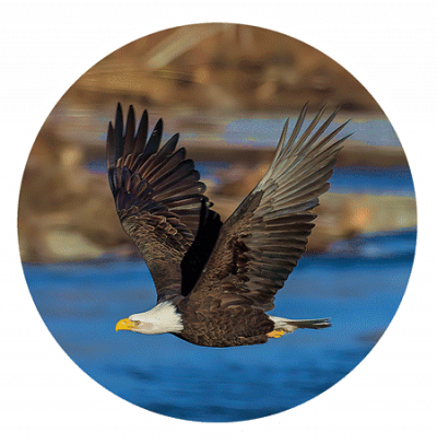 Bird sticker of a female bald eagle