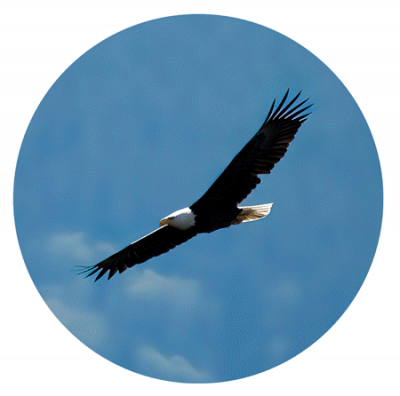 A soaring bald eagle sticker is pictured.