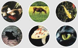 Nature Animal Stickers