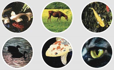Nature Animal Stickers