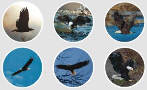 Six bald eagle pictures in stickers shown