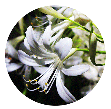 White flower in spring.