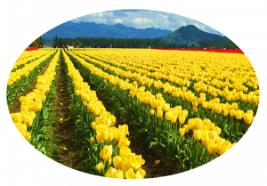 Tulip photo of flower fields.