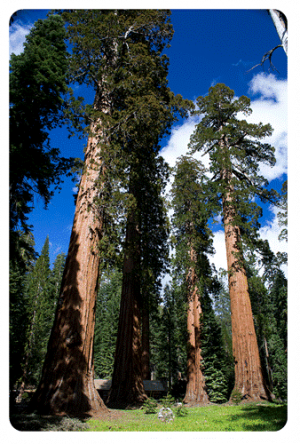 This is a Redwoods tree sticker shown.