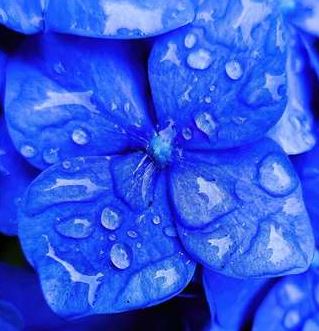 Blue aesthetic in flower is shown.