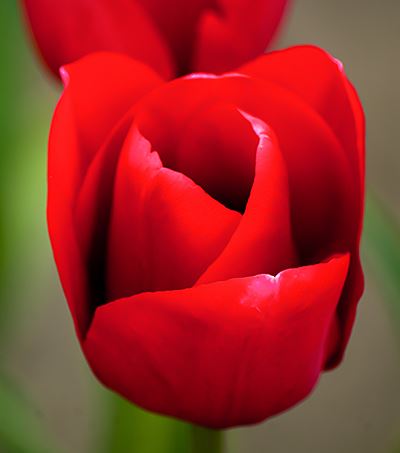 Red Aesthetic flower image.